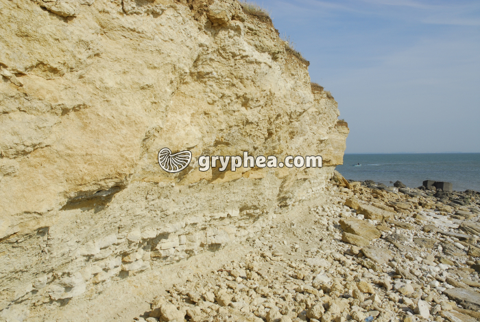 Calcaire récifal Pointe du Chaix (17) - gryphea.com